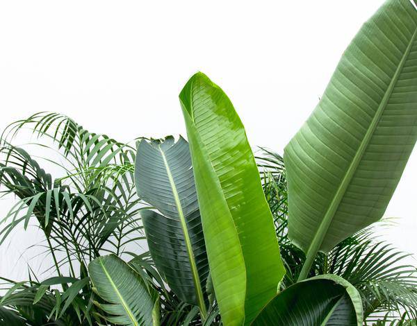 Vorteilspaket XXL Zimmerpflanzen – Kentia Palme 200cm, Strelitzia Nicolai 225cm & Areca Palme 200cm – Tropisches Set großer Grünpflanzen – Plant