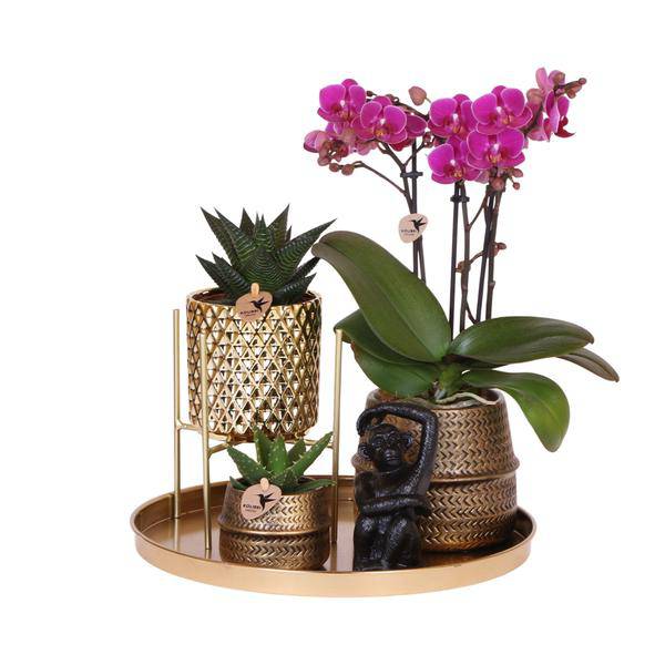 Pflanzenset Hotel Chic – Flieder – Phalaenopsis Orchidee & Sukkulenten – Inklusive Diamond – & Groove – Keramiktöpfe – Elegantes Zimmerpflanzen – Plant
