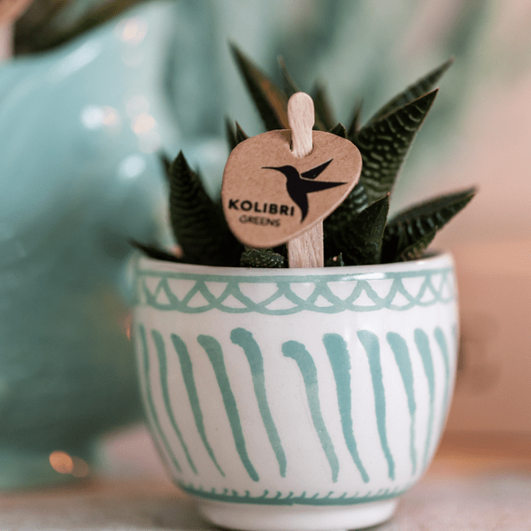 Topf Granada – Türkis – Ø6cm – Blumentopf aus glasierter Keramik im mediterranen Stil – Pflanzgefäß für Zimmerpflanzen, Sukkulenten & Kräuter – Plant