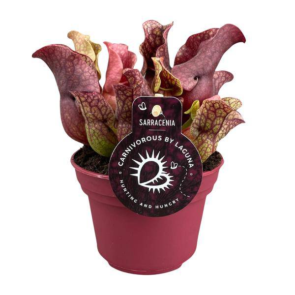 Schlauchpflanze – Sarracenia – Ø12cm – ↕20cm – Fleischfressende Zimmerpflanze – Exotische Karnivore für Zuhause & Büro – Pflegeleicht & dekorativ – Plant