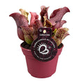 Schlauchpflanze – Sarracenia – Ø12cm – ↕20cm – Fleischfressende Zimmerpflanze – Exotische Karnivore für Zuhause & Büro – Pflegeleicht & dekorativ – Plant