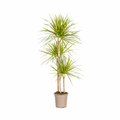 Dracaena marginata Sunray – Drachenbaum – Zimmerpflanze – Ø24cm – ↕130-150cm – Tropische Pflanze für hellen Innenbereich – Plant