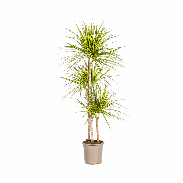 Dracaena marginata Sunray – Drachenbaum – Zimmerpflanze – Ø24cm – ↕130-150cm – Tropische Pflanze für hellen Innenbereich – Plant