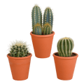 Sukkulenten & Kakteen Mix 3 Pflanzen Ø8,5cm – pflegeleichtes Pflanzen Set für Urban Jungle, Fensterbank, Wohnzimmer & Büro – Plant