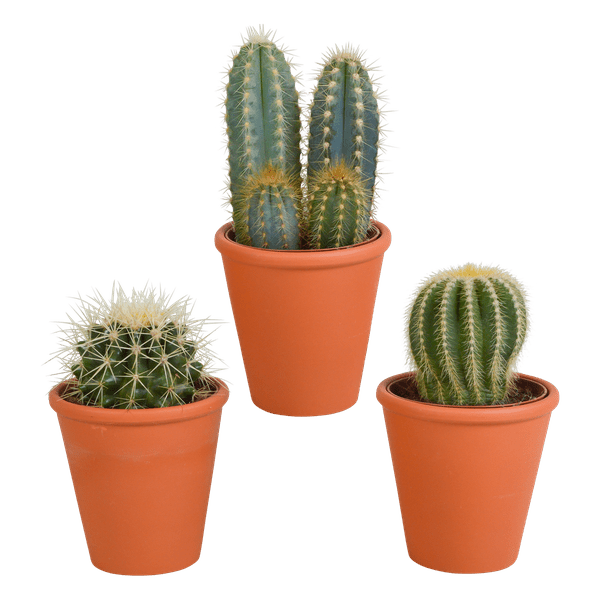 Sukkulenten & Kakteen Mix 3 Pflanzen Ø8,5cm – pflegeleichtes Pflanzen Set für Urban Jungle, Fensterbank, Wohnzimmer & Büro – Plant