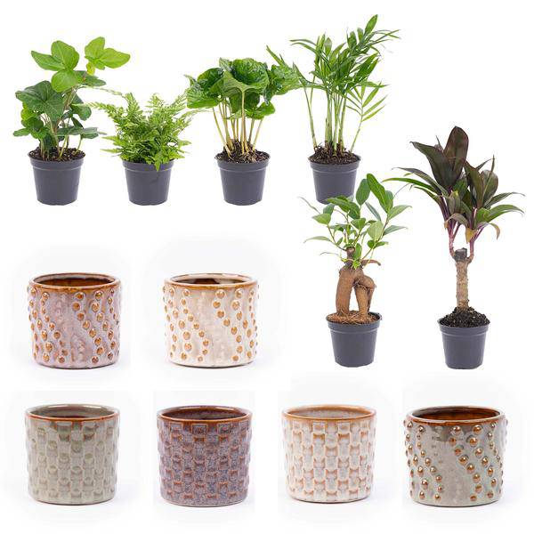Zimmerpflanzen – Set 6er inkl. Topfset Madrid – Pflegeleichte Grünpflanzen für Wohnzimmer, Büro & Badezimmer – Komplettpaket mit Übertöpfen – Plant