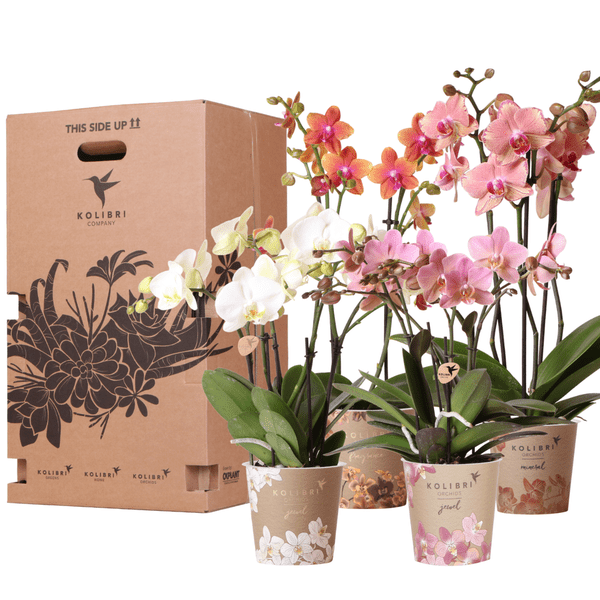 Überraschungsbox mit 4 verschiedenen Kolibri Orchideen – 12cm – Zimmerpflanzen – Set – Frisch vom Bauern – Perfekt als Geschenk oder für Orchideenfans – Plant
