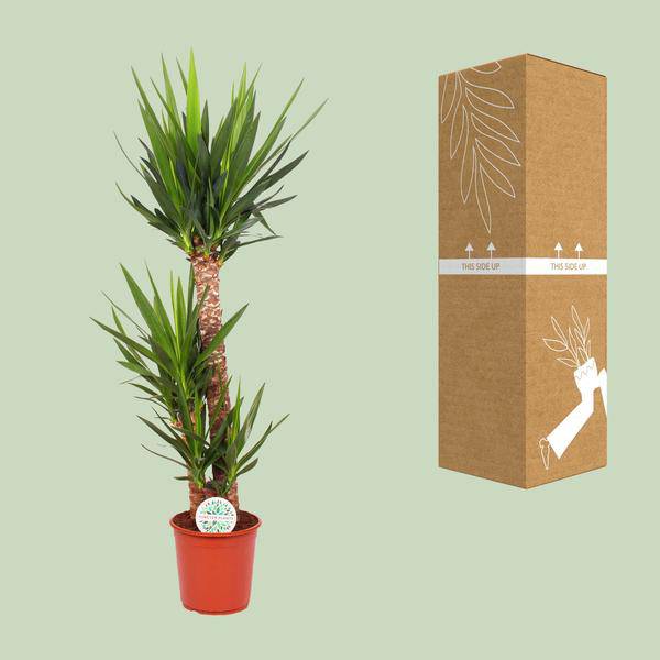Palmlilie Yucca Elephantipes Zimmerpflanze Ø24cm ↕125cm – pflegeleichte Grünpflanze für Wohnzimmer, Büro & helle Standorte kaufen – Plant