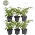 Schirmbambus Fargesia Rufa – 24 Pflanzen – Ø13cm – ca. 25cm hoch – Winterharte Bambuspflanzen für Hecke & Sichtschutz – Pflegeleichte Gartenpflanzen – Plant