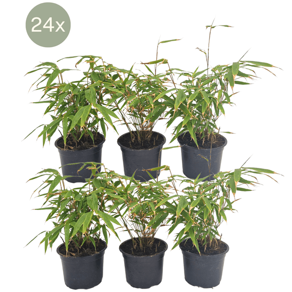 Schirmbambus Fargesia Rufa – 24 Pflanzen – Ø13cm – ca. 25cm hoch – Winterharte Bambuspflanzen für Hecke & Sichtschutz – Pflegeleichte Gartenpflanzen – Plant
