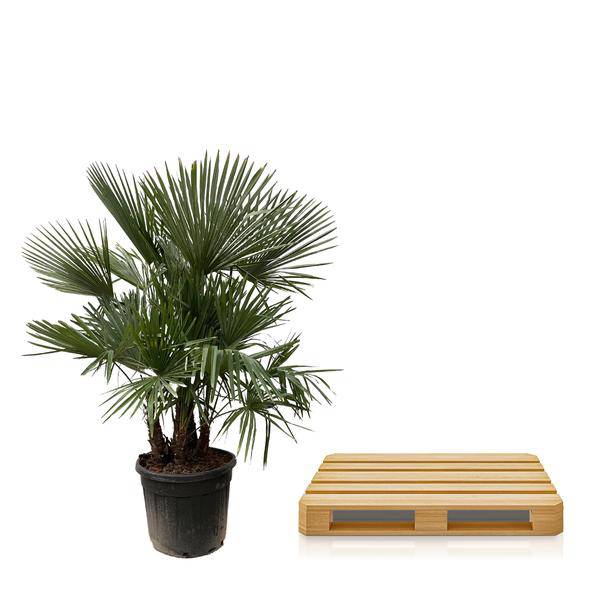 Hanfpalme Gartenpflanze Ø50cm ↕230cm – winterharte Pflanze für Garten, Balkon, Terrasse, Kübel & Beet online kaufen – Plant