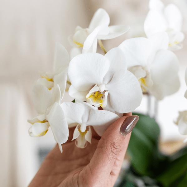 Phalaenopsis Orchidee Amabilis Weiß – Zimmerpflanze Ø9cm – inkl. Malaga Ziertopf Grün – Elegante Orchidee mit 2-3 Blütenstielen – Plant
