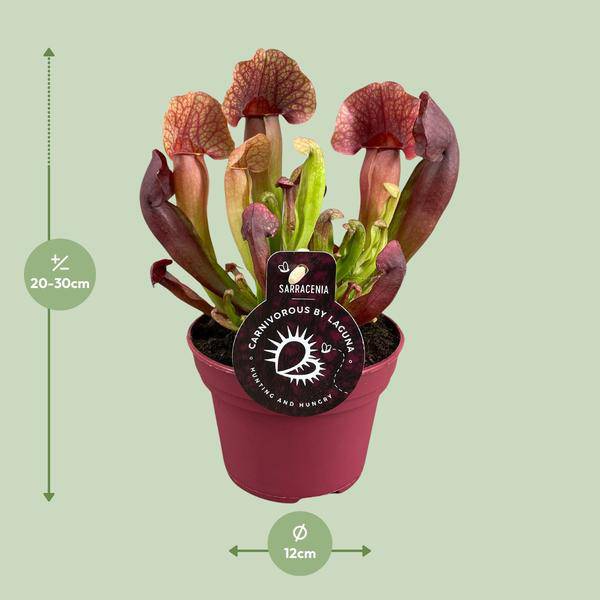 Sarracenia Catesbaei – Fleischfressende Zimmerpflanze – Ø12cm Topf – 23cm Höhe – Pflegeleicht & Dekorativ – Plant