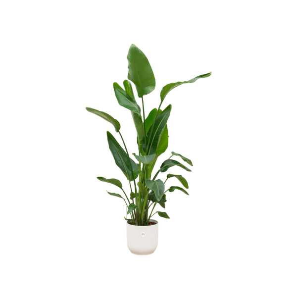 Strelitzia Nicolai – Baum – Strelitzie – ca. 160cm hoch – Ø30cm – inkl. Übertopf – Tropische XXL Zimmerpflanze mit großen Blättern – Plant