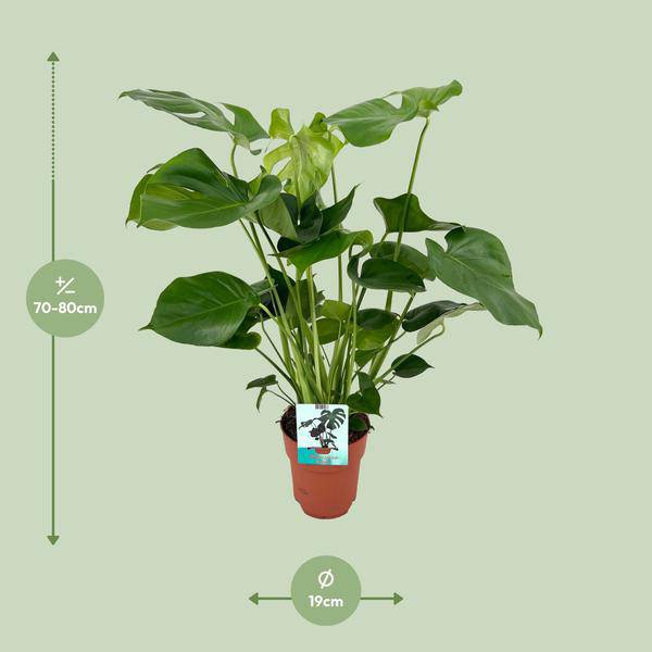 Monstera Deliciosa Köstliches Fensterblatt Zimmerpflanze Ø19cm ↕60cm – pflegeleichte Grünpflanze für Wohnzimmer, Büro & helle Standorte kaufen – Plant