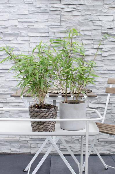 Schirmbambus Fargesia rufa – 4 Pflanzen – ca. 40cm hoch Ø14cm – Kompakter, horstbildender Bambus – Winterhart & pflegeleicht – Für Garten, Balkon & Teichrand – Plant