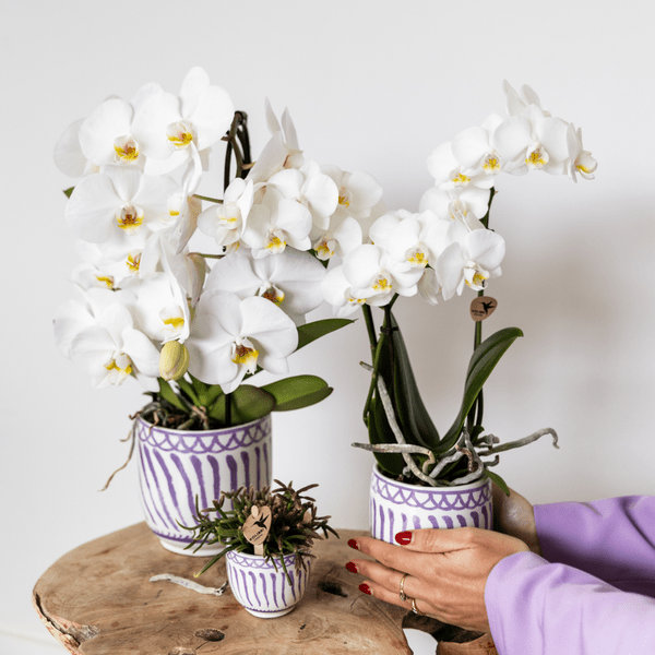 Topf Granada – Flieder – Ø6cm – Dekorativer Blumentopf aus glasierter Keramik – Mediterraner Stil – Pflanzgefäß für Zimmerpflanzen, Sukkulenten & Deko – Plant