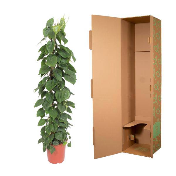 Herzblatt Philodendron Scandens – Zimmerpflanze – 150cm – Ø27cm – Tropische Kletterpflanze mit herzförmigen Blättern – Deko – Plant
