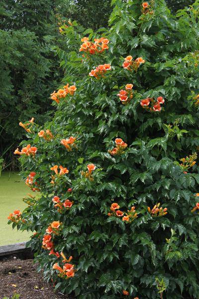 Trompetenblume Orange Gartenpflanze Ø15cm ↕65cm – winterharte Pflanze für Garten, Balkon, Terrasse, Kübel & Beet online kaufen – Plant