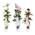 Rosen Mix 3 Pflanzen Ø15cm ↕65cm – pflegeleichtes Pflanzen Set für Urban Jungle, Fensterbank, Wohnzimmer & Büro – Plant