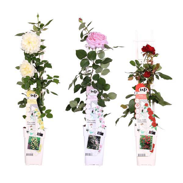 Rosen Mix 3 Pflanzen Ø15cm ↕65cm – pflegeleichtes Pflanzen Set für Urban Jungle, Fensterbank, Wohnzimmer & Büro – Plant