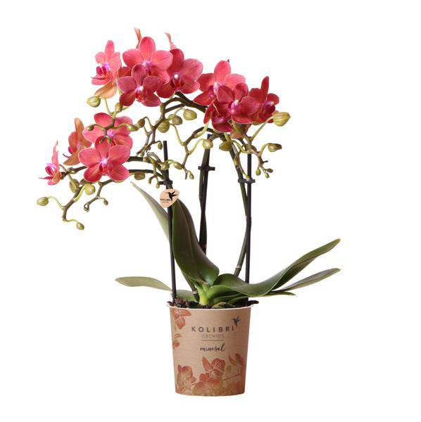 Rote Phalaenopsis – Orchidee Kongo Zimmerpflanze Ø9cm – blühende Orchidee für Wohnzimmer, Büro & helle Standorte kaufen – Plant