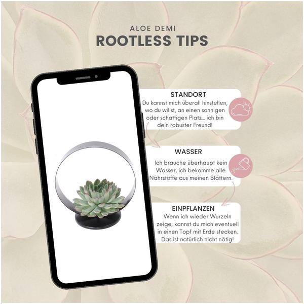 Sukkulente Echeveria pulidonis ROOTLESS Zimmerpflanze Ø20cm – pflegeleichte Sukkulente für Wohnzimmer, Büro & helle Standorte kaufen – Plant