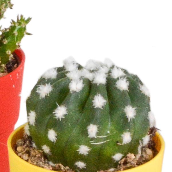 Kakteen Mix – 5 Pflanzen – Ø5,5cm Zimmerpflanzen im farbigen Kunststofftopf – Verschiedene Mini – Kakteen – Plant