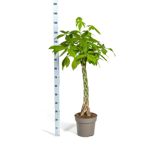 Glückskastanie – Pachira Aquatica – Zimmerpflanze – Ø27cm – Höhe 140-150cm – Geflochtener Stamm & glänzende Blätter – Exotisch & pflegeleicht – Plant