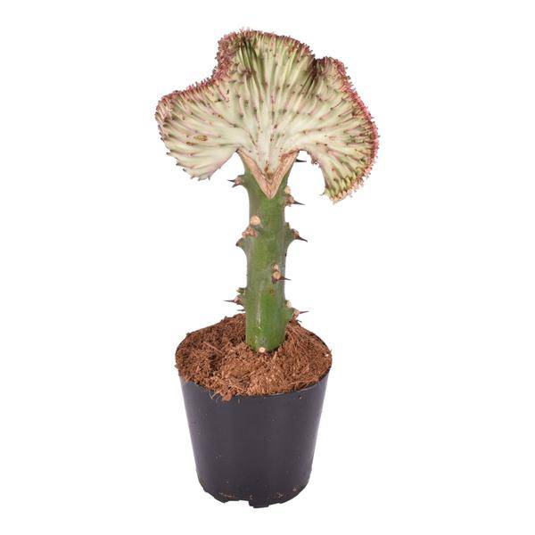 Euphorbia lactea Cristata Rot – Korallen – Wolfsmilch – Zimmerpflanze ca. 35cm – Ø12cm – Exotische Sukkulente in Korallenform