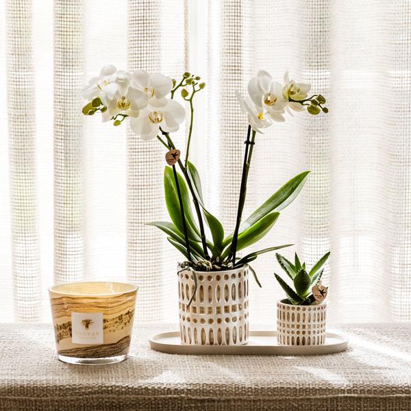 Dekotopf Mosaik – Ø6cm – Blumentopf mit goldenen Mosaikdetails – Stilvoller Mini Pflanztopf für Sukkulenten & kleine Pflanzen – Plant