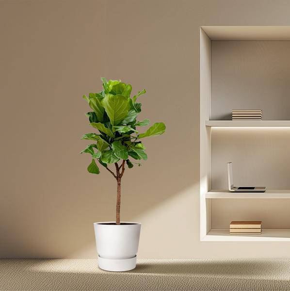 Geigen – Feige – Ficus Lyrata – Zimmerpflanze 180cm – Ø30cm – Designpflanze mit großen geigenförmigen Blättern – Pflegeleicht – Plant
