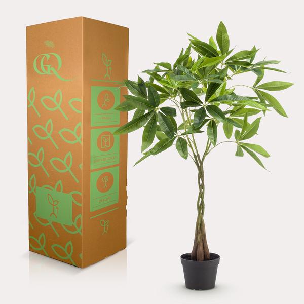 Glückskastanie Pachira Aquatica – Künstliche Zimmerpflanze – ↕90cm – Realistischer Doppelstamm & große glänzende Blätter – Pflegefrei – Plant