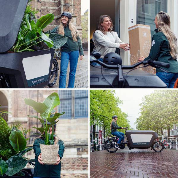 Calathea Hydroponie – Mischung im Samoa Glas mit LED Beleuchtung Zimmerpflanze Ø12cm ↕10cm – pflegeleichte Grünpflanze für Wohnzimmer, Büro – Plant