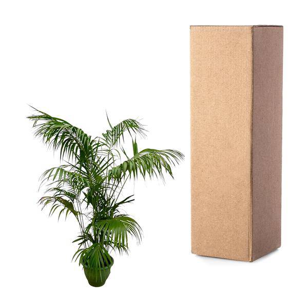 Kentia – Palme – Howea forsteriana – Zimmerpflanze 260cm – Ø35cm – XXL – Palme mit eleganten dunkelgrünen Wedeln – Pflegeleicht – Plant