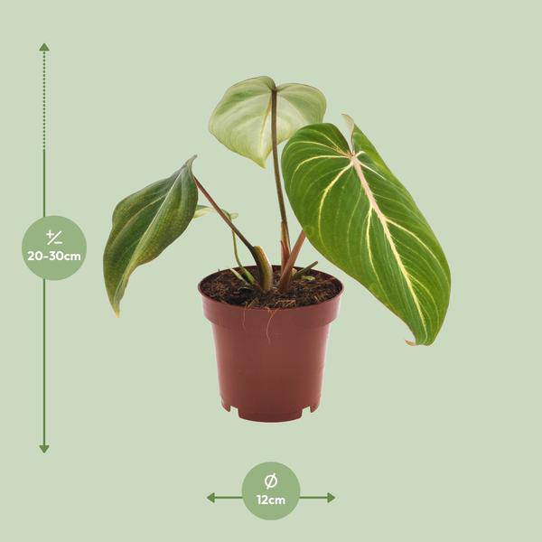 Philodendron Selloum Atom – Baumfreund – Ø12cm – Höhe ca. 25cm – Kompakte Zimmerpflanze mit tiefgrünen, geteilten Blättern