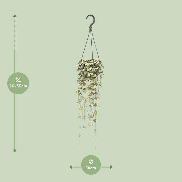 Leuchterblume Ceropegia woodii – Zimmerpflanze – Ø14cm – ↕50cm – pflegeleichte Hängepflanze mit dekorativen Ranken – Plant