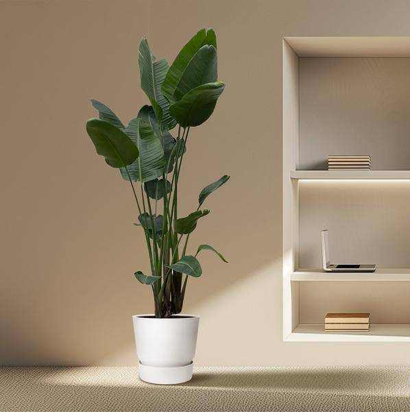 Strelitzia Nicolai – Baumstrelitzie – Zimmerpflanze 250cm – Ø50cm – Weißer Paradiesvogel mit großen grünen Blättern – Exotische Zimmer – Plant