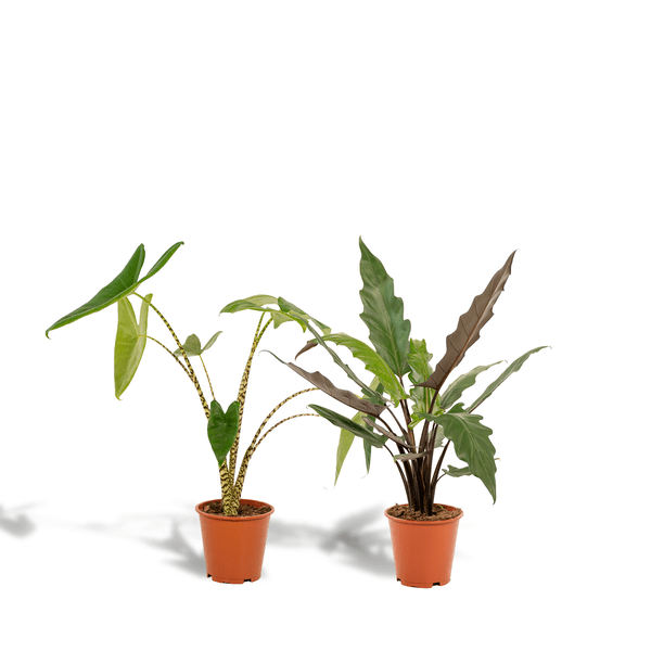Pflanzenset – Alocasia Zebrina Ø19cm ↕75cm + Alocasia Lauterbachiana Ø19cm ↕75cm – Exotische Pfeilblatt Zimmerpflanzen – Plant