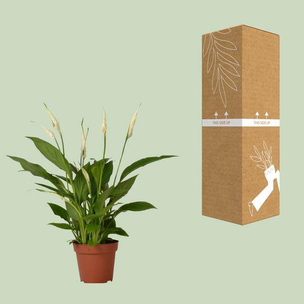 Einblatt Spathiphyllum Bingo Cupido Zimmerpflanze Ø12cm ↕45cm – pflegeleichte Grünpflanze für Wohnzimmer, Büro & helle Standorte kaufen – Plant