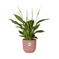 Einblatt Spathiphyllum Torelli Zimmerpflanze Ø12cm – pflegeleichte Grünpflanze für Wohnzimmer, Büro & helle Standorte kaufen – Plant