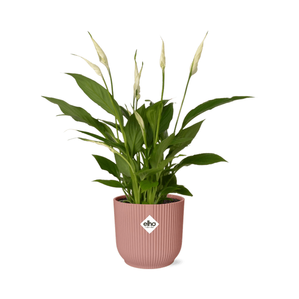 Einblatt Spathiphyllum Torelli Zimmerpflanze Ø12cm – pflegeleichte Grünpflanze für Wohnzimmer, Büro & helle Standorte kaufen – Plant