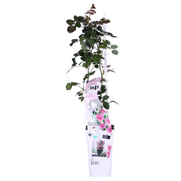 Rose Crazy in Love Pink – Rosa Kletterrose – Ø15cm – ↕65cm Höhe – Duftende Gartenrose mit langer Blütezeit – Für Terrasse, Balkon & Garten – Plant