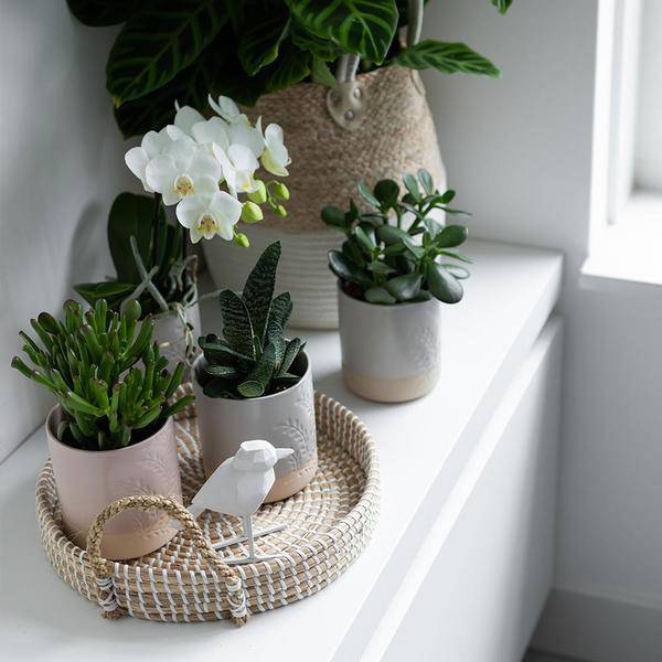 Weißes Geflochtenes Tablett Ø30cm – Handgewebtes Deko – Tablett – Pflanzentablett & Wohnaccessoire – Plant