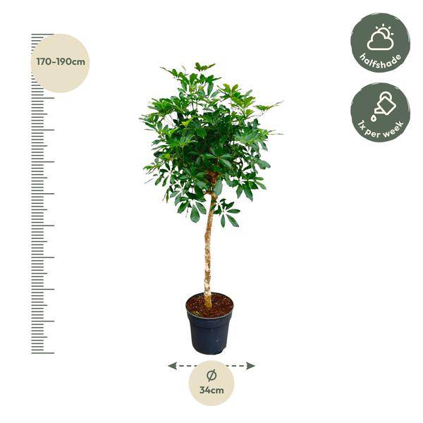 Strahlenaralie – Schefflera auf Stiel – Zimmerpflanze 170cm – Ø35cm – Immergrüne Grünpflanze mit handförmigen Blättern – Tropische XXL – Plant