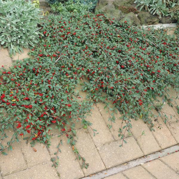 Teppichmispel Cotoneaster dammeri 'Major' – ↕25cm – Ø9cm – Bodendecker – Blühend & pflegeleicht – Sonne & Schatten – Plant