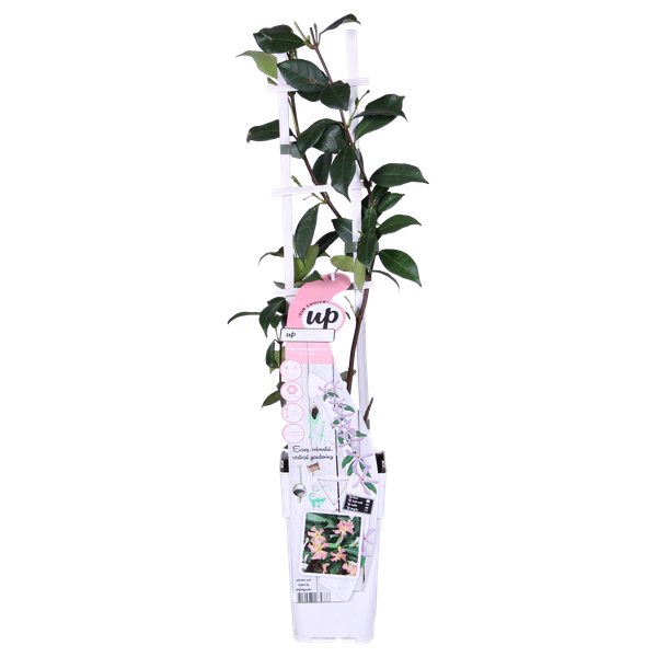 Sternjasmin Trachelospermum 'Star of Ibiza' Gartenpflanze Ø15cm ↕65cm – winterharte Pflanze für Garten, Balkon, Terrasse, Kübel & Beet online – Plant