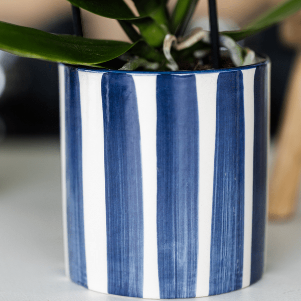 Pflanzset Phalaenopsis Orchidee Amabilis Weiß & Sukkulente Crassula Hobbit – Im blauen Painted Stripe Keramiktopf Ø9cm + Ø6cm – Plant