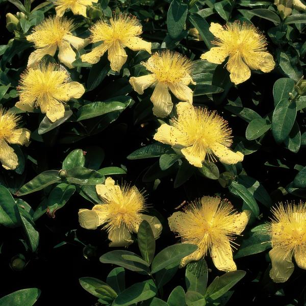 Hypericum calycinum – Großkelchiges Johanniskraut – ↕10-25cm – Ø9cm – Bodendecker & Blühpflanze – Pflegeleicht & sonnig – Plant