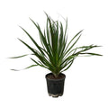 Dracaena Draco – Drachenbaum – Zimmerpflanze – Ø24cm – Höhe ca. 100cm – pflegeleichte exotische Grünpflanze für Wohnzimmer und Büro – Plant